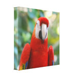 Brilliant Red Parrot Canvas Print