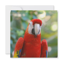 Brilliant Red Parrot Invitations