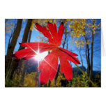 ‘Brilliant Red’ Sticky Geranium Leaf cards