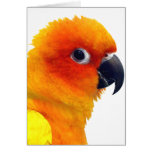 Brilliant Sun Conure cards