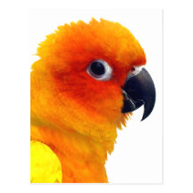Brilliant Sun Conure Post Card