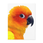 Brilliant Sun Conure postcards