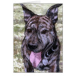 Brindle Amstaff American Staffordshire Terrier Dog cards
