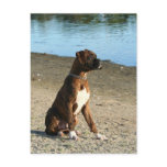 Brindle Boxer Puppy postcard