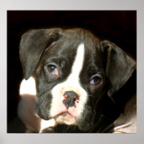 Brindle boxer puppy poster
