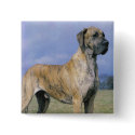 Brindle Great Dane button