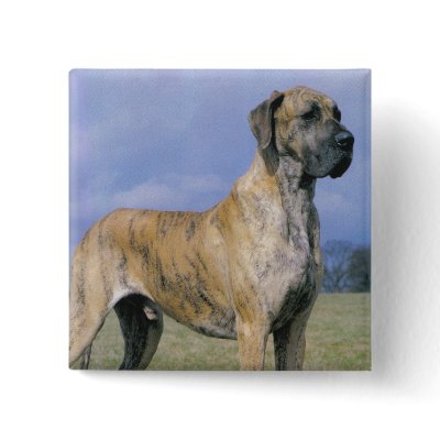 Brindle Great Dane button by rescueadog