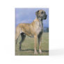Brindle Great Dane greeting card