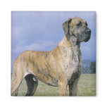 Brindle Great Dane magnets