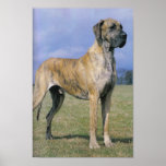 Brindle Great Dane Poster posters