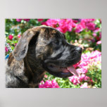 Brindle mastiff puppy poster posters