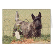 Brindle Scottish Terrier with Roses Card