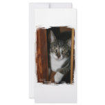 Brindled and white cat framed in wood rack cards