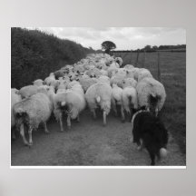 Bringing in the Sheep Print