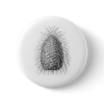 Bristlecone Fir Pinback Buttons