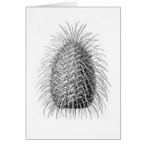Bristlecone Fir Cards