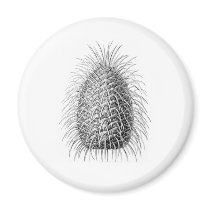Bristlecone Fir Magnets