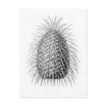 Bristlecone Fir Post Cards
