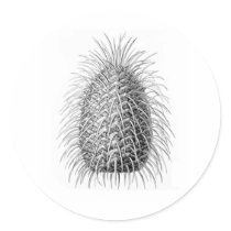 Bristlecone Fir Sticker