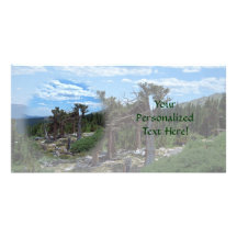 Bristlecone Pine Tree, Mount Evans, Colorado Customized Photo Card