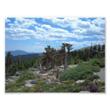 Bristlecone Pine Tree, Mount Evans, Colorado Photo Art