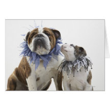 British bulldog and puppy wearing jester collar, card