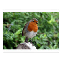 British Robin Postcards