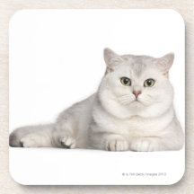 British Shorthair (2 years old) lying in front Drink Coasters