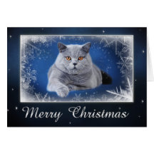 British shorthair Christmas card