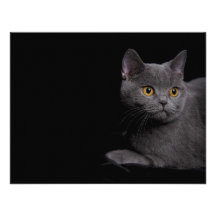 British Shorthair Invitation