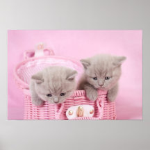 British shorthair kittens poster