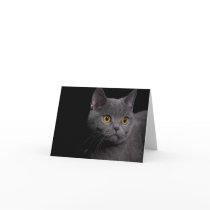 British Shorthair Note Card