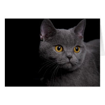 British Shorthair Note Card
