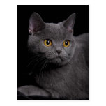 British Shorthair Postcard