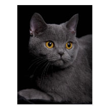 British Shorthair Postcard