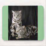 British Shorthair, silver tabby mousepads
