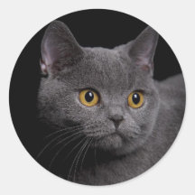 British Shorthair Sticker