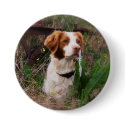 Brittany buttons