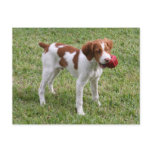 Brittany Pup "Rusty" Postcard