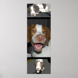 Brittany Puppy posters
