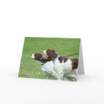 Brittany Spaniel greeting card