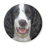 Brittany Spaniel magnets