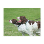 Brittany Spaniel postcard