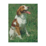 Brittany Spaniel postcards