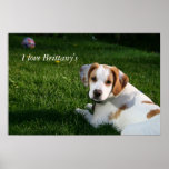 Brittany Spaniel Puppy, I love Brittany's posters
