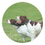 Brittany Spaniel stickers