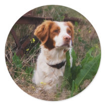 Brittany Stickers