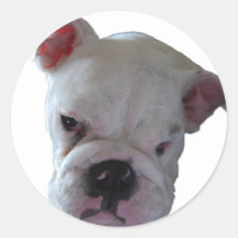 Brittish Bulldog puppy Round Sticker