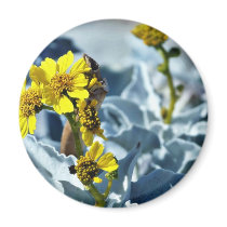 Brittlebush Encelia Farinosa Refrigerator Magnets