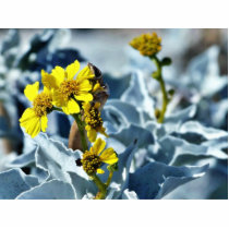 Brittlebush Encelia Farinosa Photo Sculpture